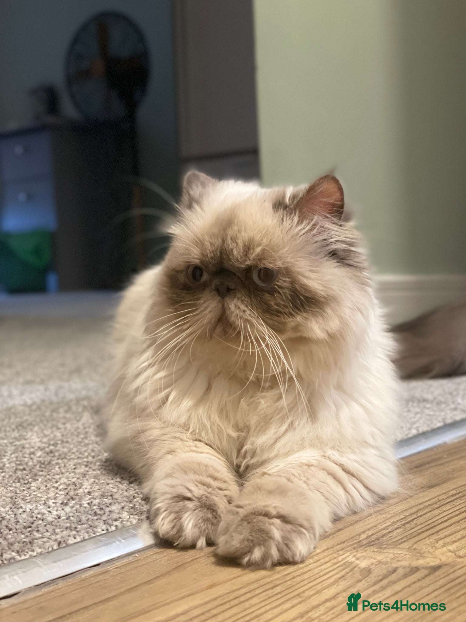 Persian cats Three years old Calm and Gentle PERSIAN Boy  - Advert 1