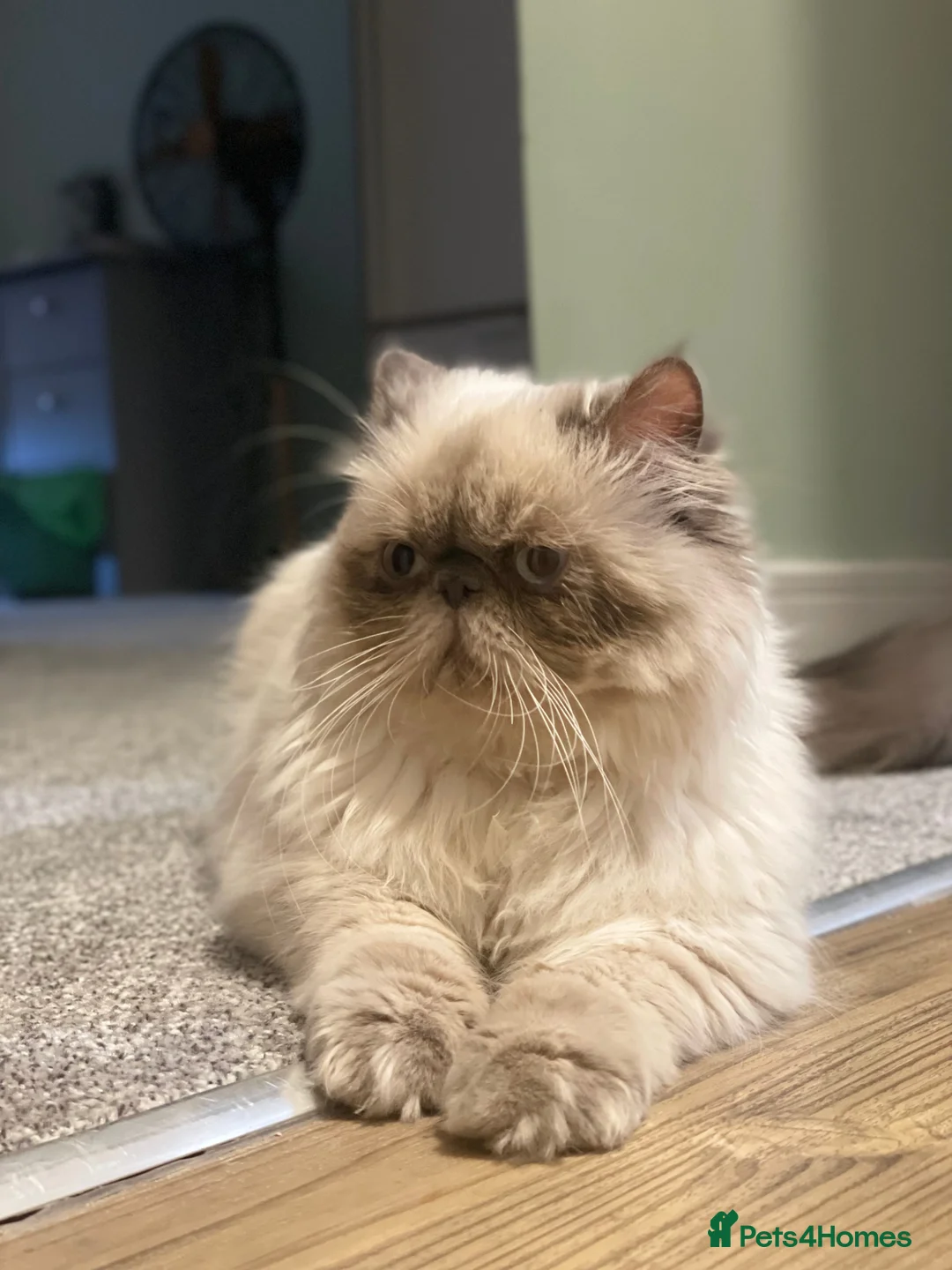 Persian cats for sale: Three years old Calm and Gentle PERSIAN Boy  - Advert 1
