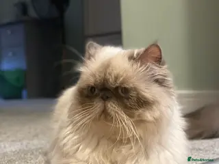 Persian cats Three years old Calm and Gentle PERSIAN Boy - Advert 1