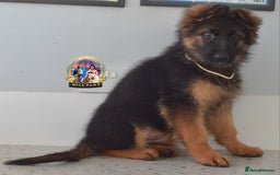 German Shepherd dogs for sale: 💥REDUCED PRICE💥 3 GIRLS German shepherd puppies  - Image 10
