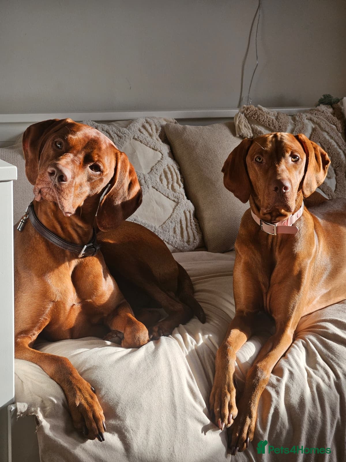 Hungarian Vizsla dogs Hungarian Vizsla Puppies – Ready Soon! - Advert 5