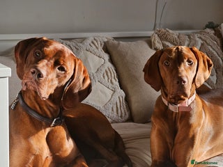 Hungarian Vizsla dogs Hungarian Vizsla Puppies – Ready Soon! - Advert 5