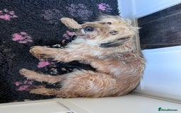 Mixed Breed dogs for sale: Stunning litter of 3/4 Toy Poodle X Welsh Collie - Image 4