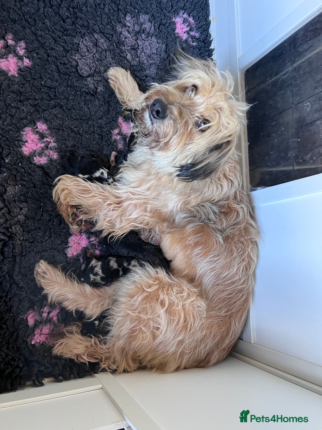 Mixed Breed dogs for sale: Stunning litter of 3/4 Toy Poodle X Welsh Collie - Image 4