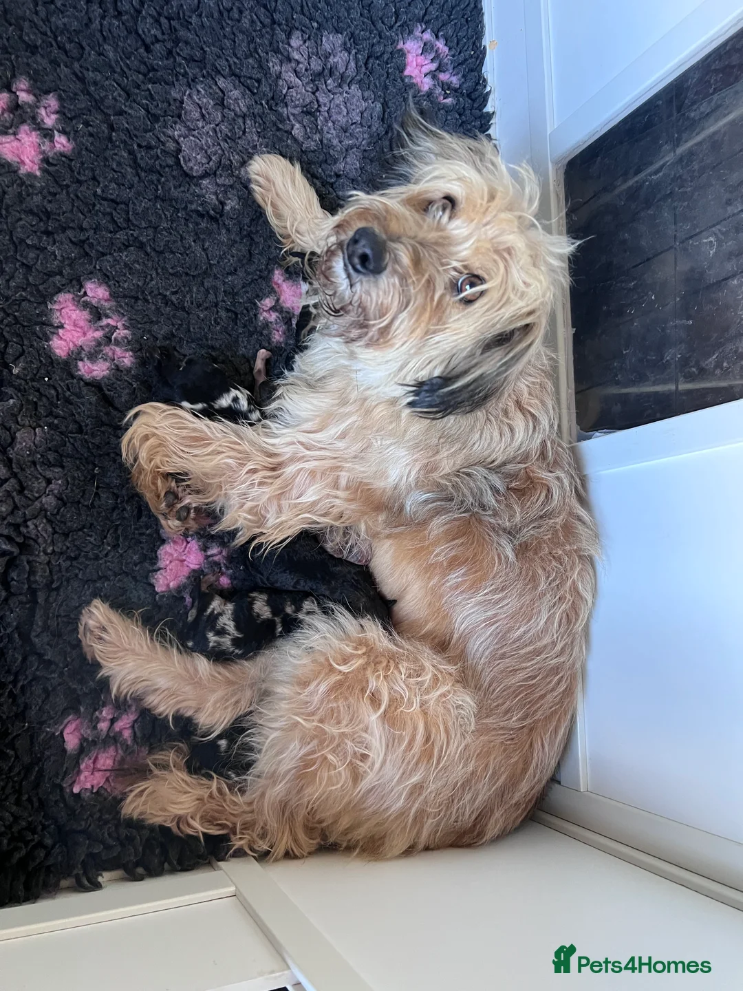 Mixed Breed dogs for sale: Stunning litter of 3/4 Toy Poodle X Welsh Collie - Advert 6