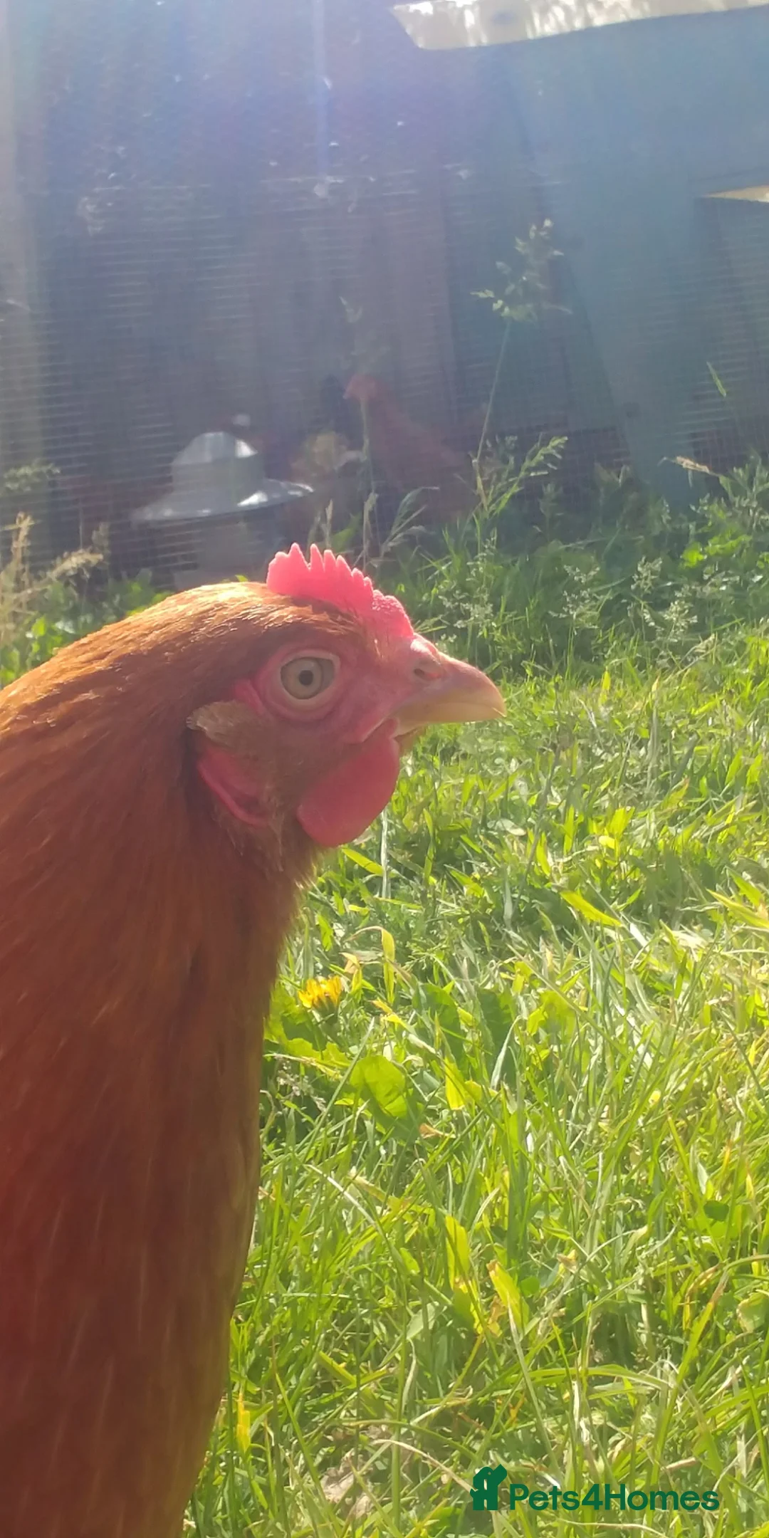 Chickens poultry for sale: Warren point of lay hens chickens+ Silkies + ducks - Advert 2