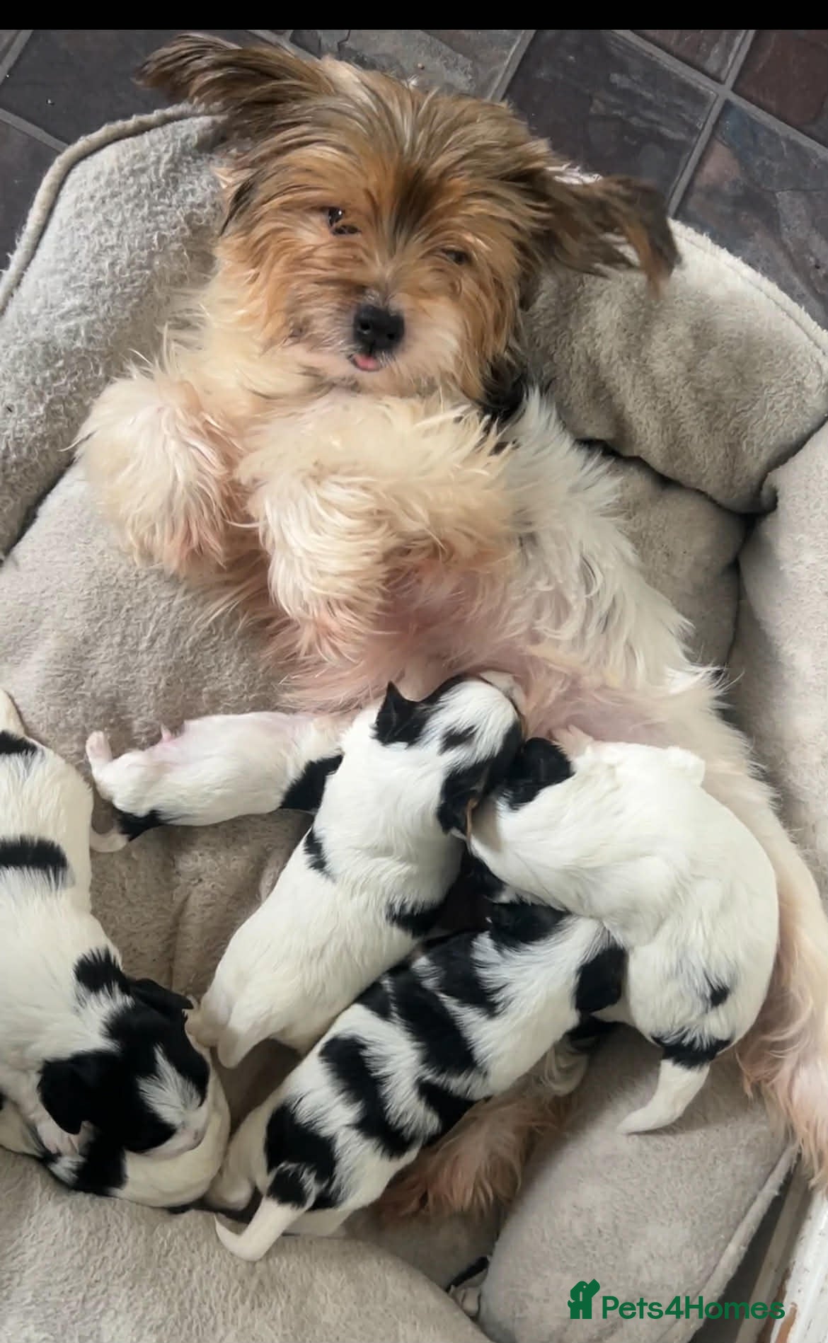Biewer Terrier dogs Beautiful biewer terrier puppies for sale - Advert 1