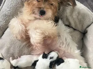 Biewer Terrier dogs Beautiful biewer terrier puppies for sale - Advert 16