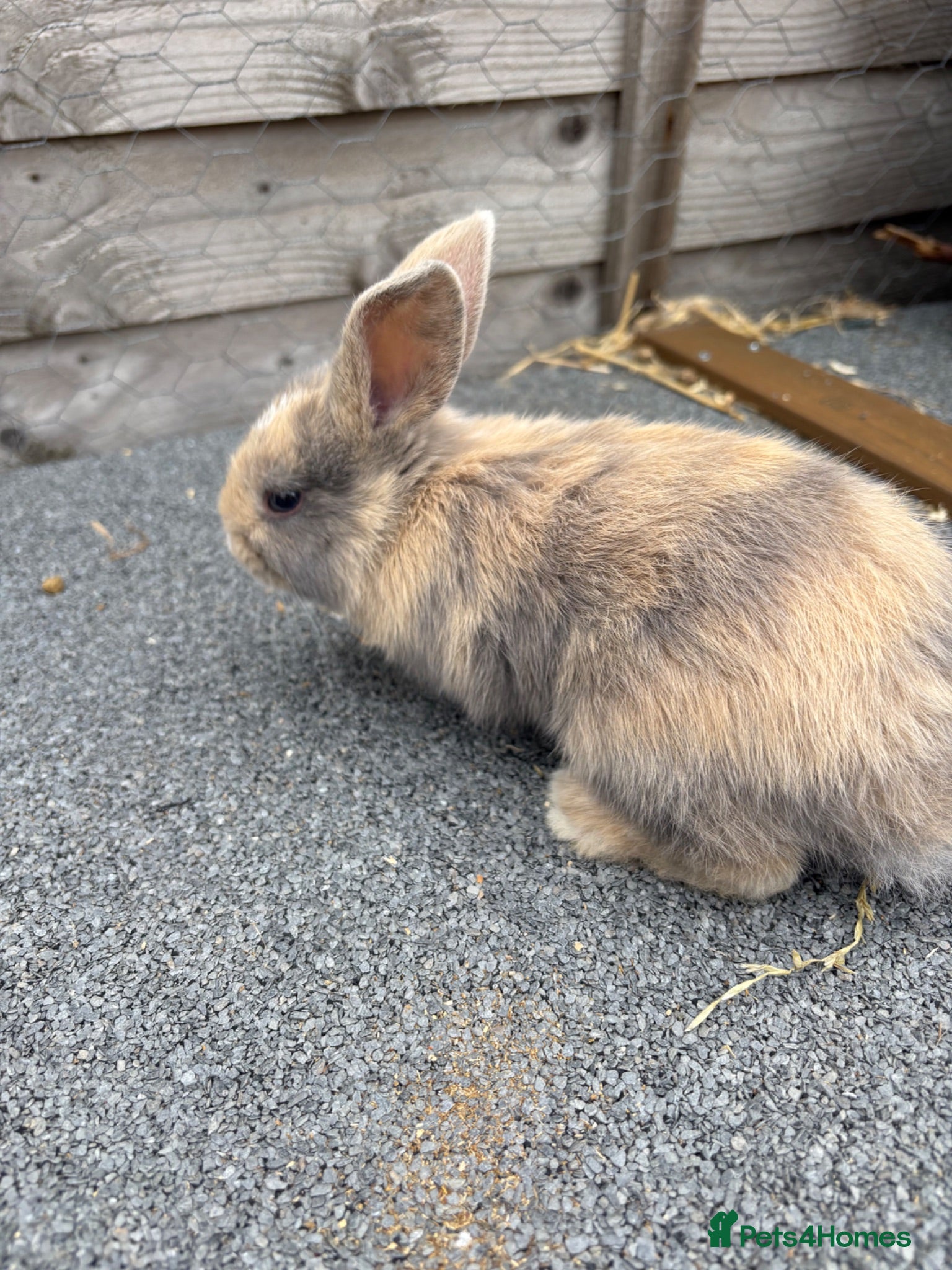 Mixed Breed rabbits Mini lop cross bunnies  - Advert 1