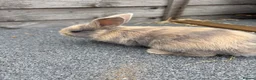Mixed Breed rabbits for sale: Mini lop cross bunnies  - Advert 1