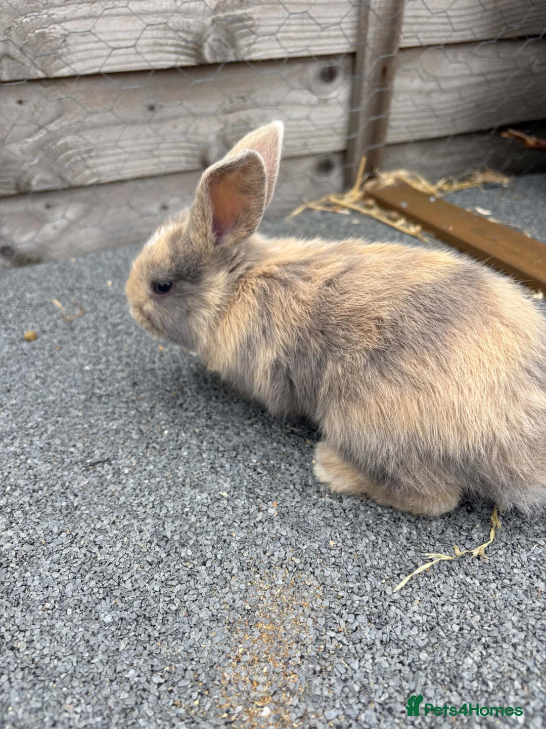 Mixed Breed rabbits for sale: Mini lop cross bunnies  - Advert 1