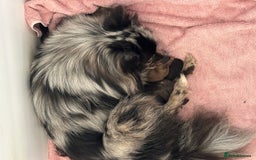 Pomeranian dogs for sale: Beautiful Poms ready 13th September - Image 9