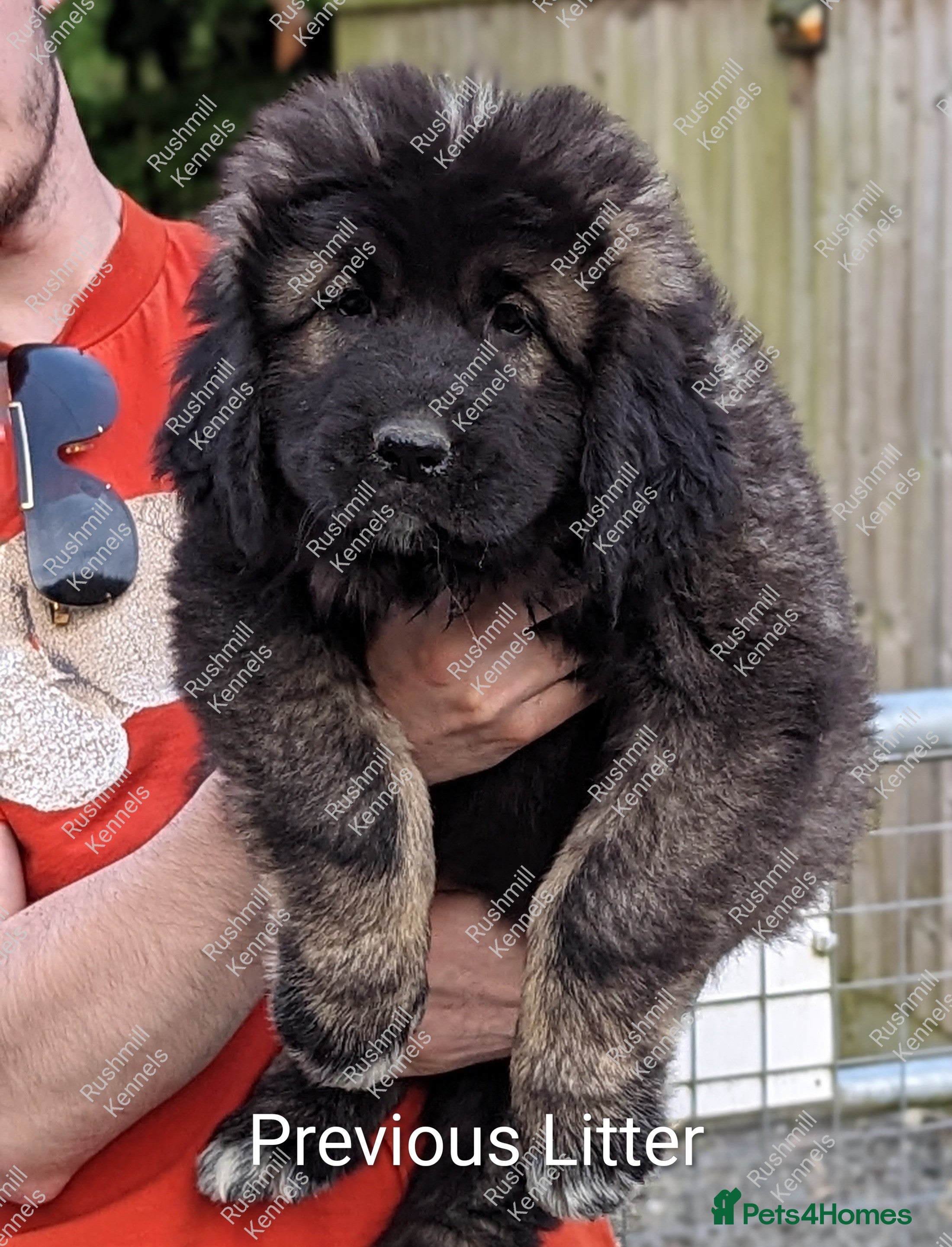 Caucasian Shepherd Dog dogs Caucasian Shepherd Pups - Advert 1