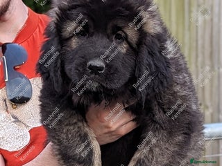 Caucasian Shepherd Dog dogs Caucasian Shepherd Pups - Advert 5