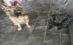 German Shepherd dogs for sale: 3 year old German shepherd pure breed  - Advert 7