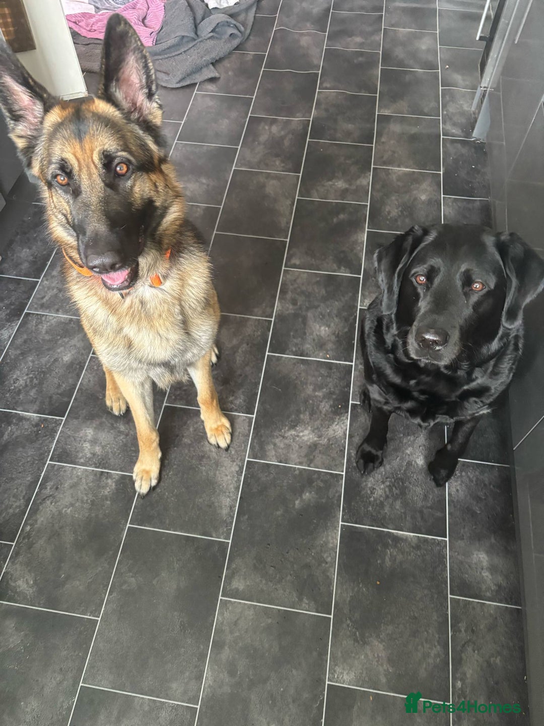 German Shepherd dogs for sale: 3 year old German shepherd pure breed  - Advert 7