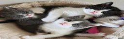 Mixed Breed cats for sale: Beautiful kittens, ready to leave on Friday. - Advert 9