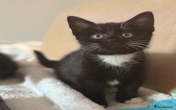 Domestic Shorthair cats for sale: Beautiful black and white tuxedo kittens for sale  - Image 4