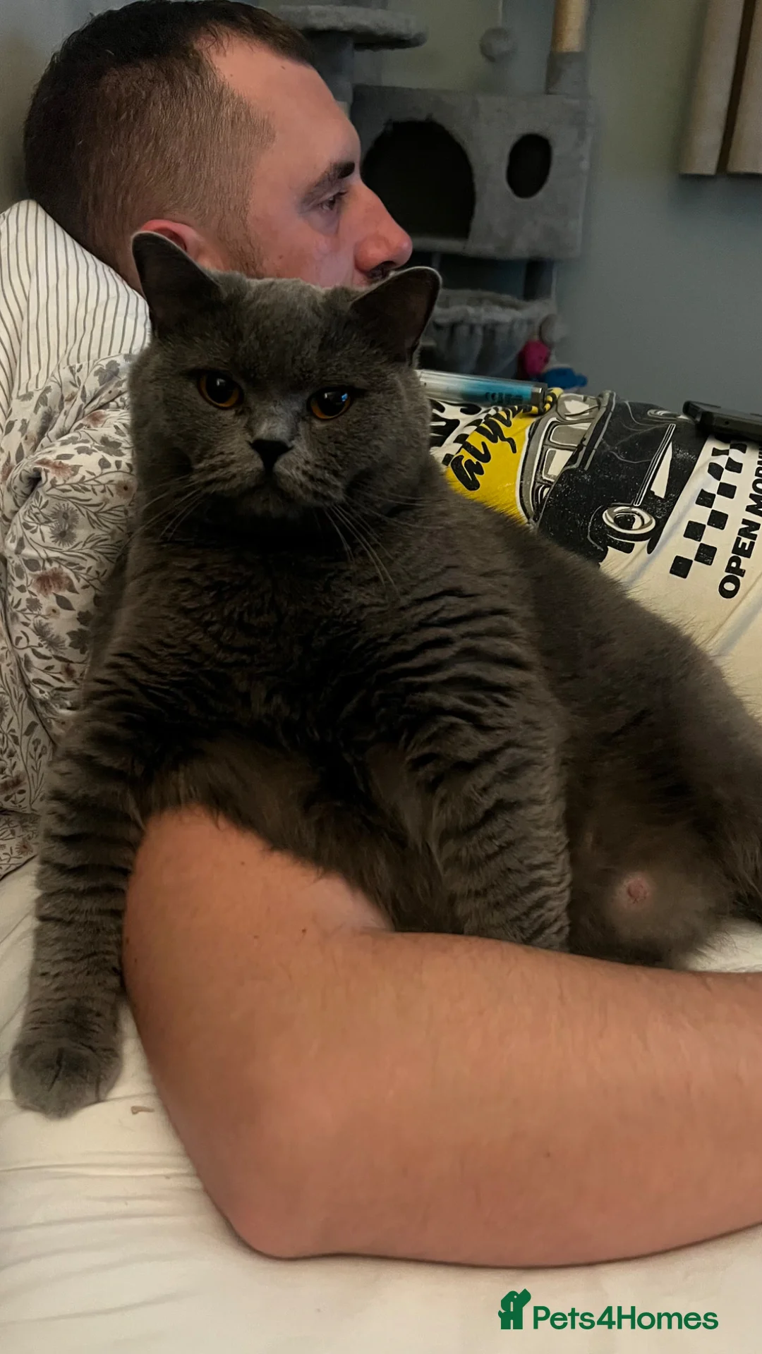 British Shorthair cats for sale: British Shorthairs 💙💙💙 - Advert 2