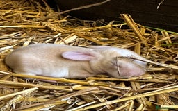 Mini Lop rabbits for sale: Mini lop bunnies  - Image 21