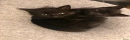 Domestic Shorthair cats for sale: Beautiful kittens nearly ready for a new home - Advert 7