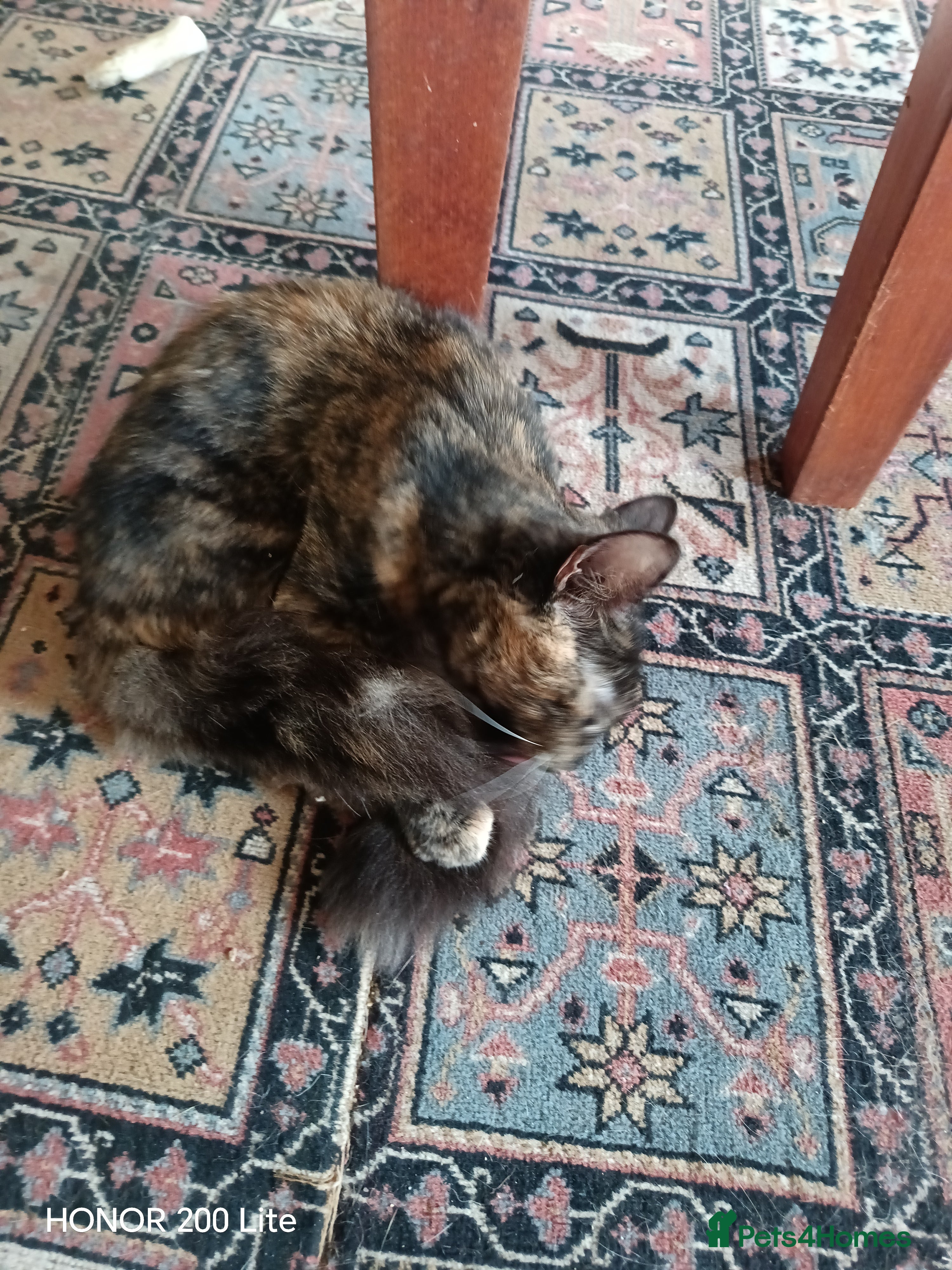 Mixed Breed cats Kittens for sale - Advert 2