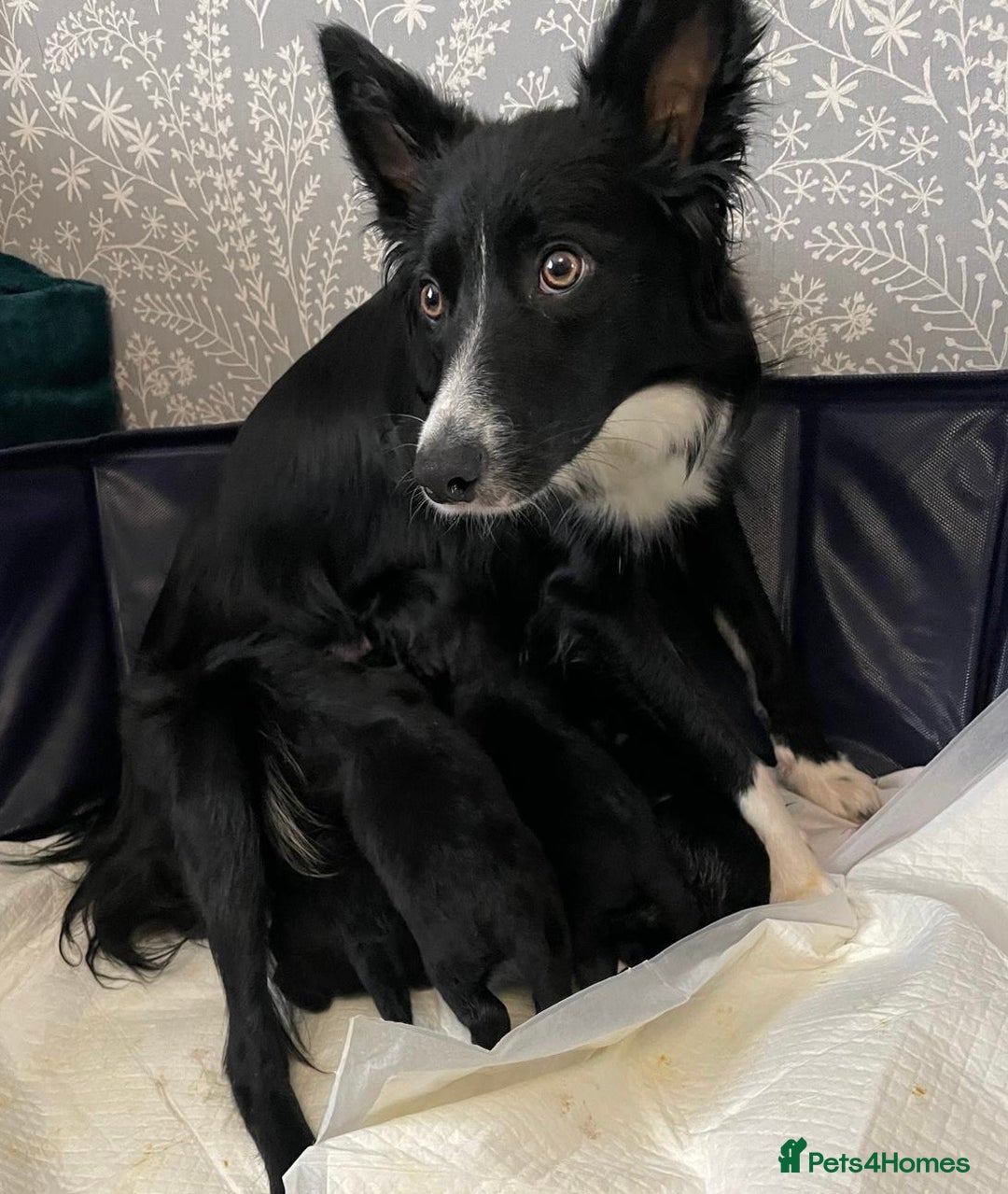 Mixed Breed dogs for sale: Border collie x cocker spaniel  - Image 1