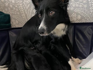 Mixed Breed dogs - Advert 15