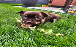 Chihuahua dogs for sale: 4 stunning chocolate and tan chihuahua puppys. - Image 1