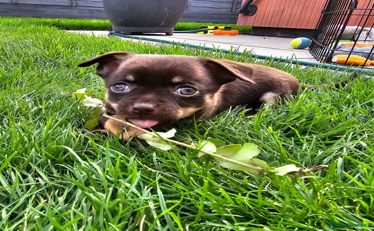 Chihuahua dogs - Advert 4