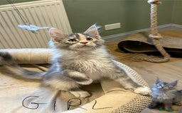 Maine Coon cats for sale: Maine Coon pedigree  - Image 7