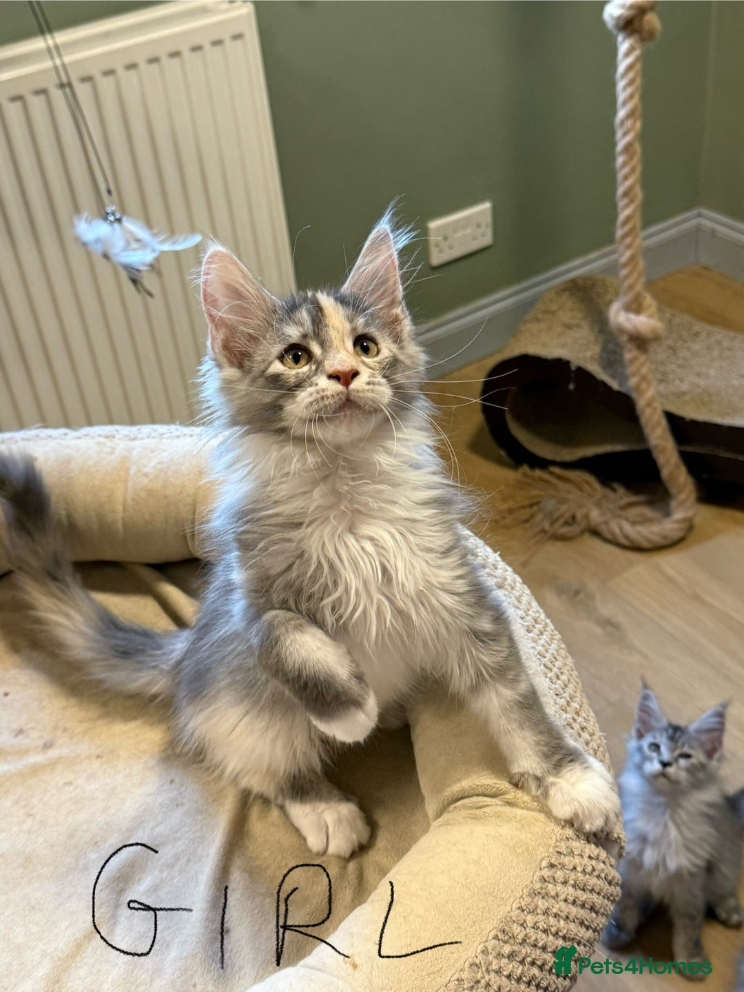 Maine Coon cats for sale: Maine Coon pedigree  - Image 7
