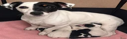 Jack Russell dogs for sale: Miniature Jack Russel puppies in Newcastle upon Tyne - Advert 7