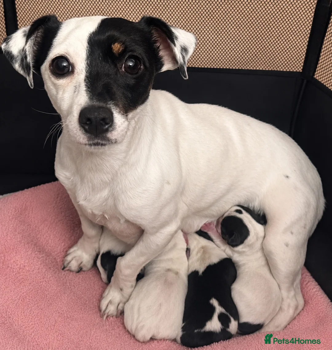 Jack Russell dogs for sale: Miniature Jack Russel puppies in Newcastle upon Tyne - Advert 7