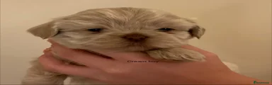 Shih Tzu 1
