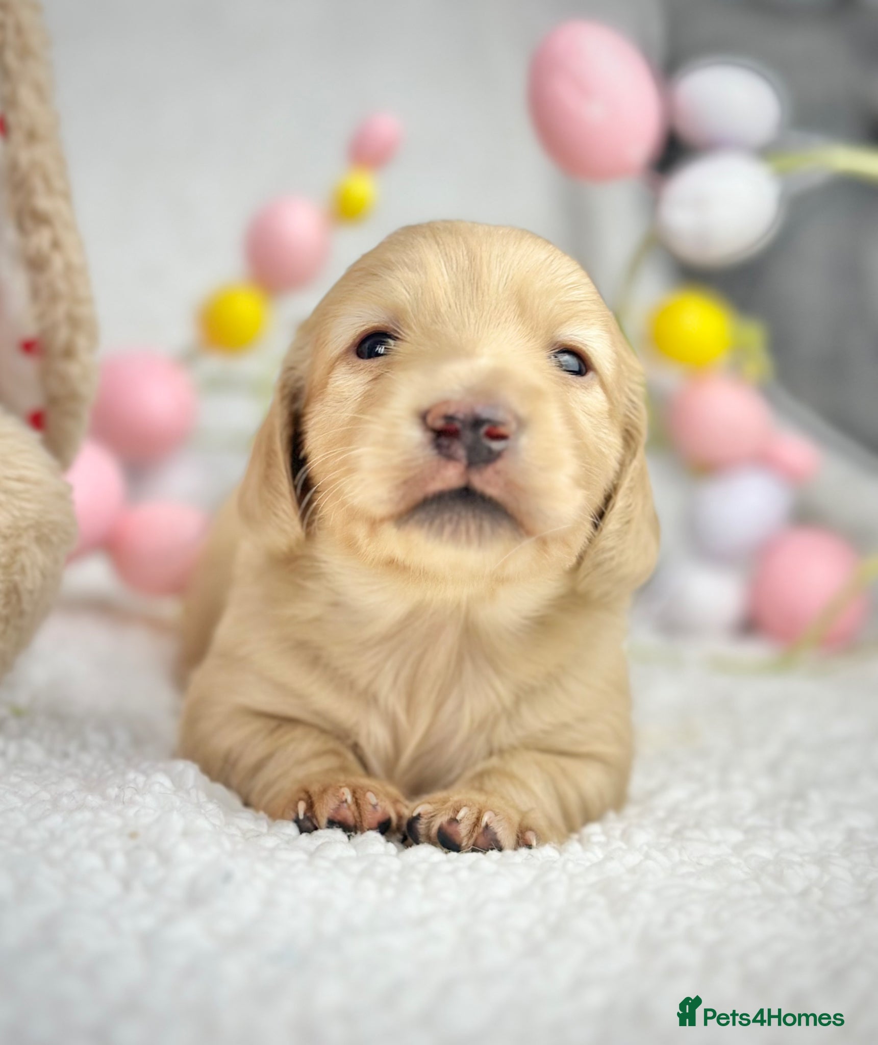 Miniature Dachshund dogs 𝕃𝕠𝕟𝕘 𝕙𝕒𝕚𝕣𝕖𝕕 𝕔𝕣𝕖𝕒𝕞 𝕡𝕦𝕡𝕡𝕚𝕖𝕤🤍 - Advert 1