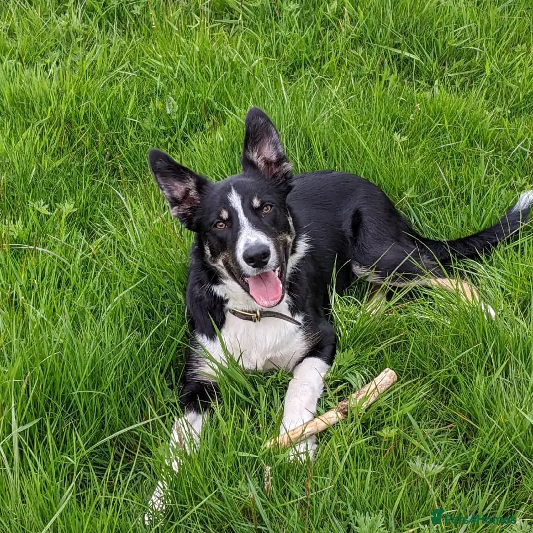 Border Collie dogs for sale: Border collies for sale - Image 12