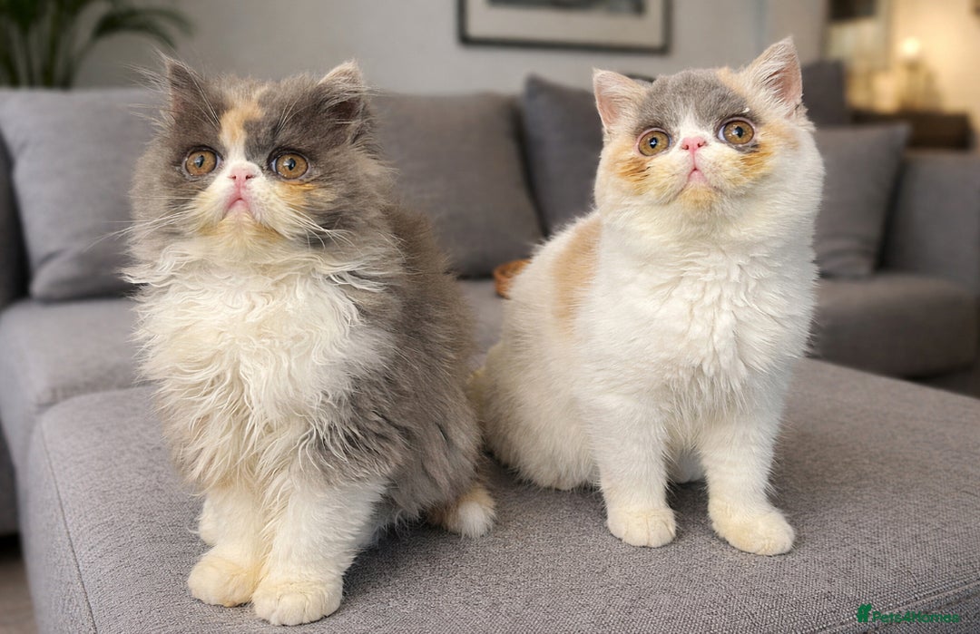 Exotic cats for sale: 💗 TWO SISTERS LOOKING FOR A FOREVER HOME  - Advert 1