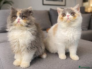 Exotic cats 💗 TWO SISTERS LOOKING FOR A FOREVER HOME - Advert 1