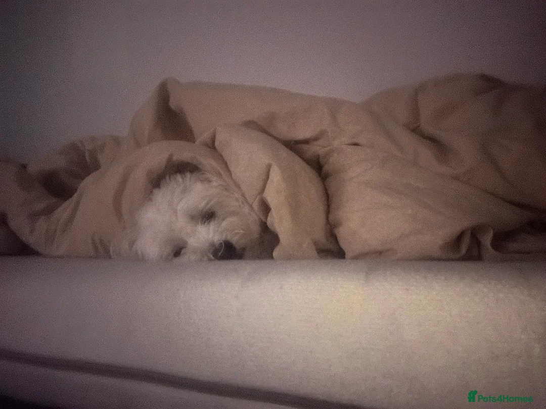 Maltese dogs for sale: Maltese Boy for Sale (4 years old) - Advert 16