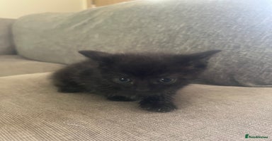 British Shorthair cats - Advert 2