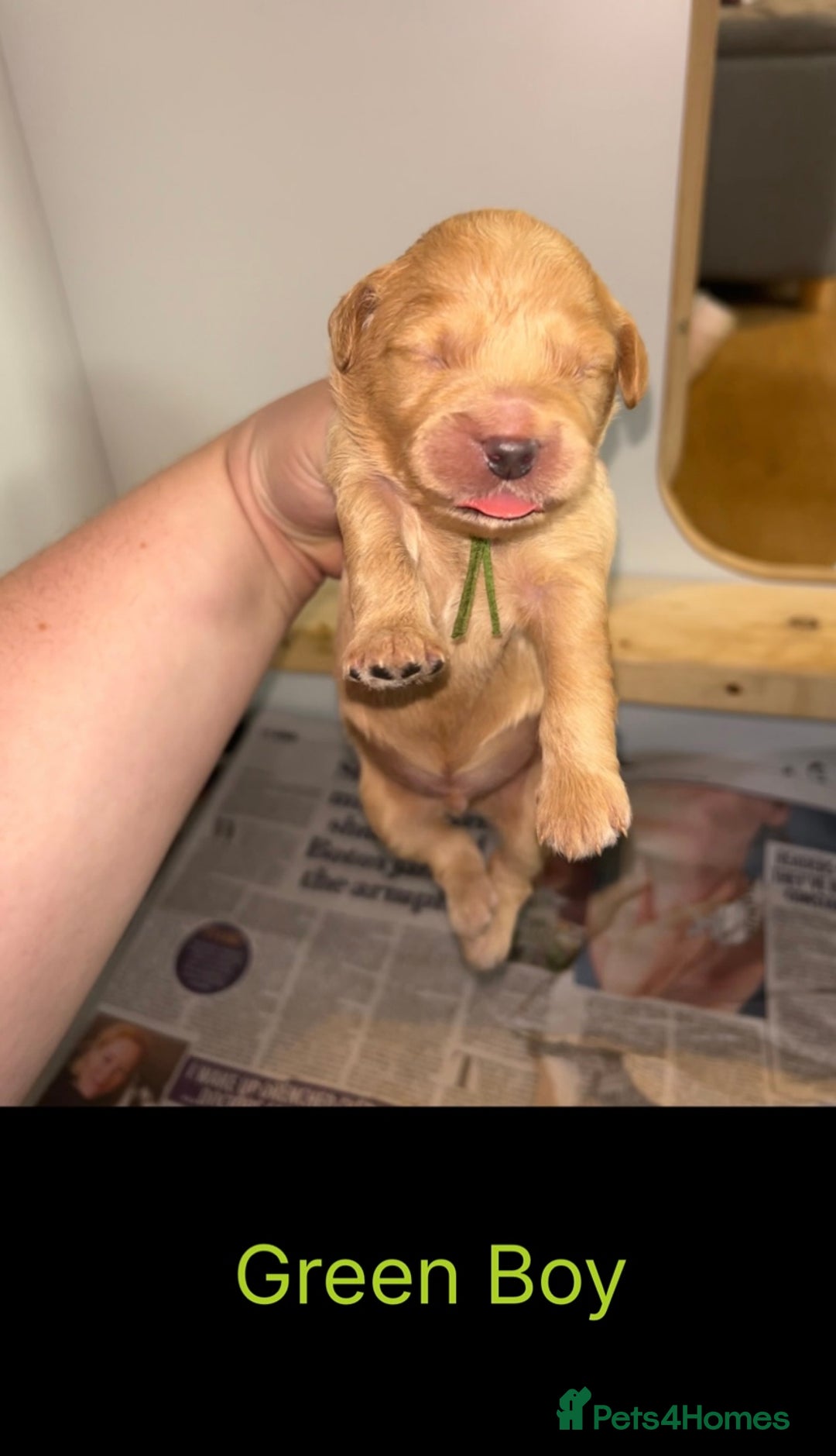 Goldendoodle dogs for sale: F1 mini Goldendoodles - Advert 9