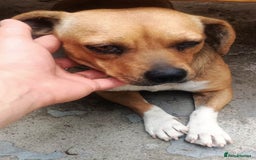 Mixed Breed dogs for adoption: LUCY, a Superb little Girl, for a Loving Home - Image 15
