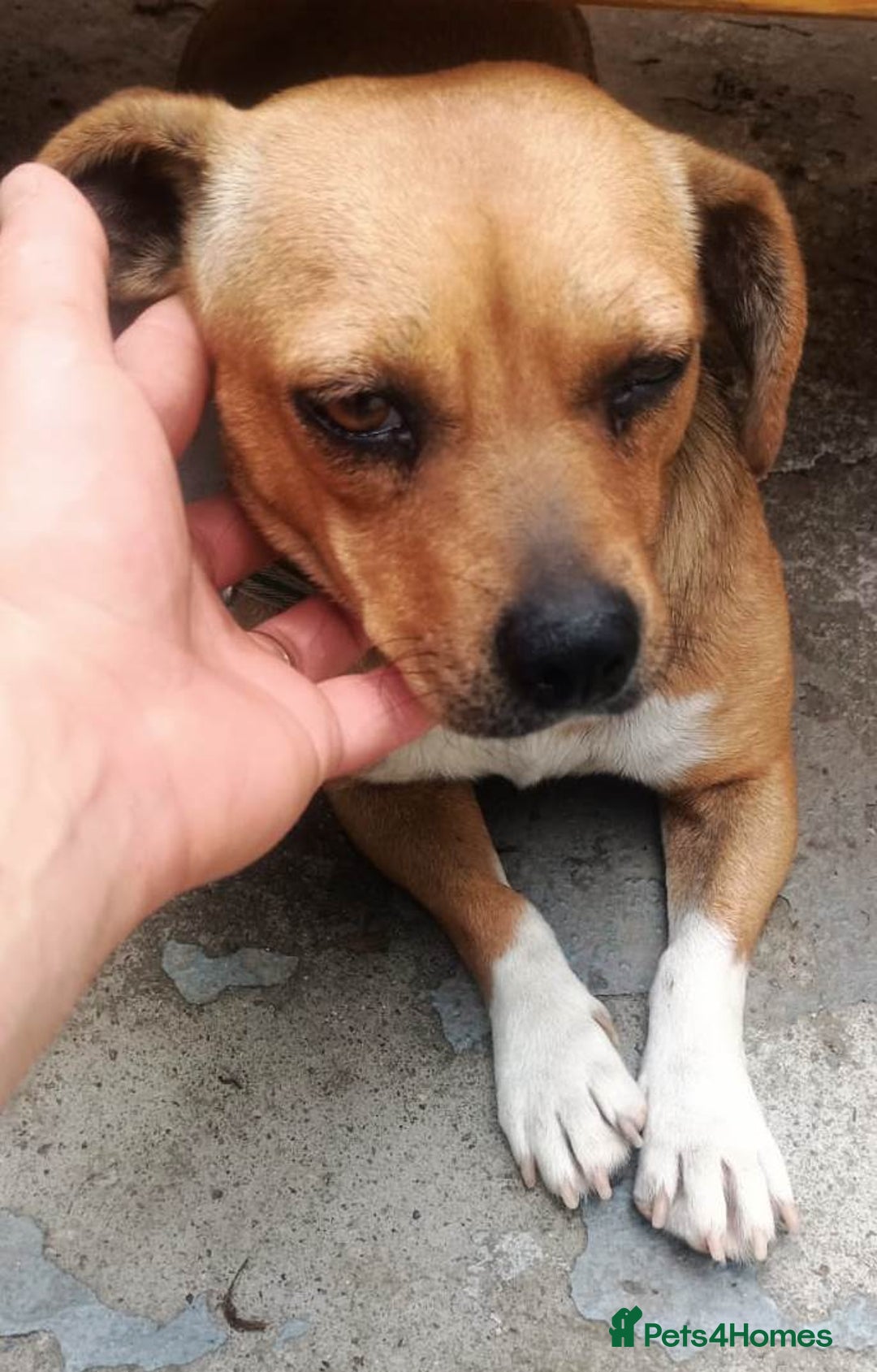 Mixed Breed dogs for adoption: LUCY, a Superb little Girl, for a Loving Home - Image 15