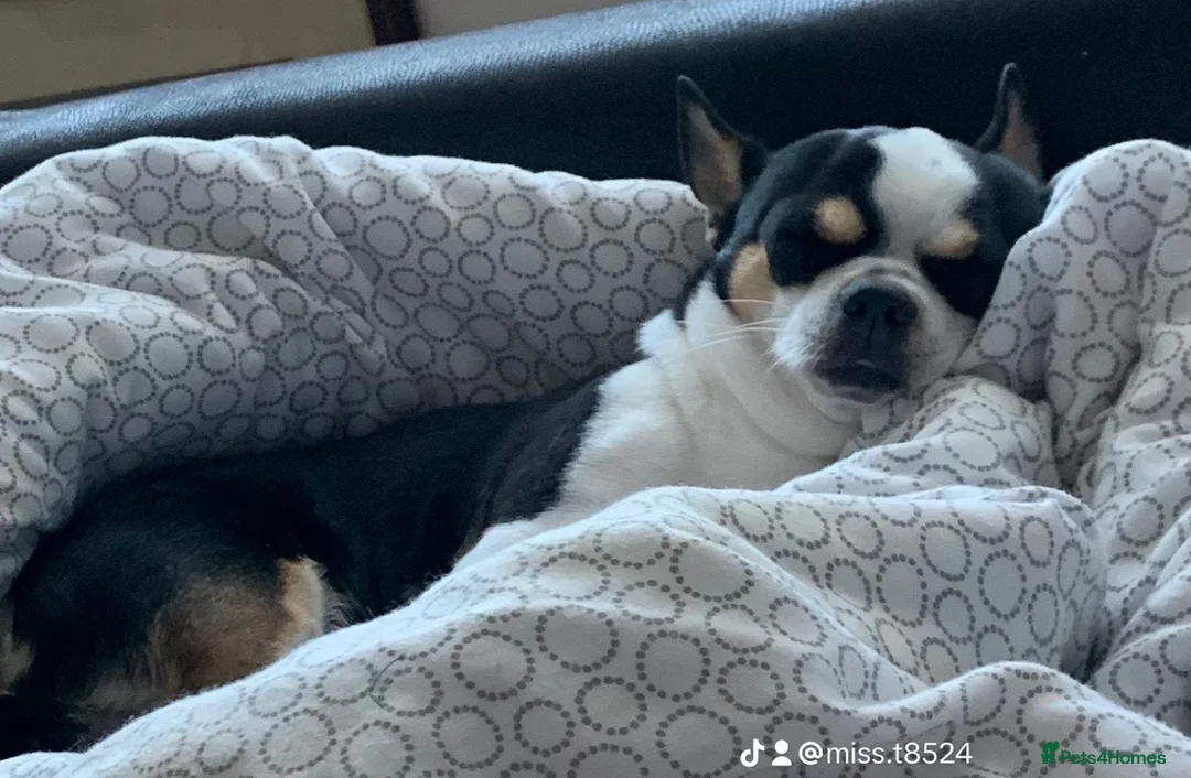 Jack Chi dogs for sale: 3/4 Chihuahua 1/4 Jack Russell puppies  - Advert 3