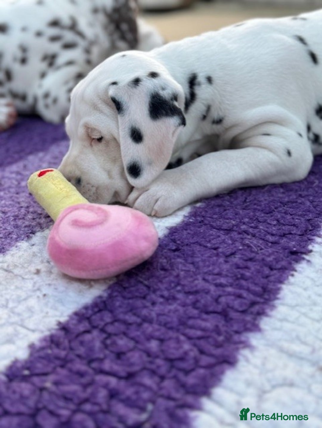 Dalmatian dogs for sale: Tamilanda Dalmatian's  - Advert 25