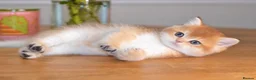 British Shorthair cats for sale: GCCF/TICA Stunning Golden BSH/BLH Kittens - Advert 25