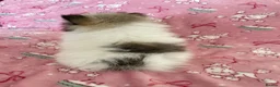 Pomeranian dogs for sale: KC reg Beautiful Teddy bear Pomeranian girls - Advert 7