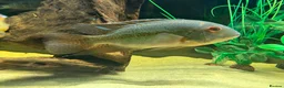 Cichlids fish for sale: American Cichlids for sale in Plymouth - Advert 4