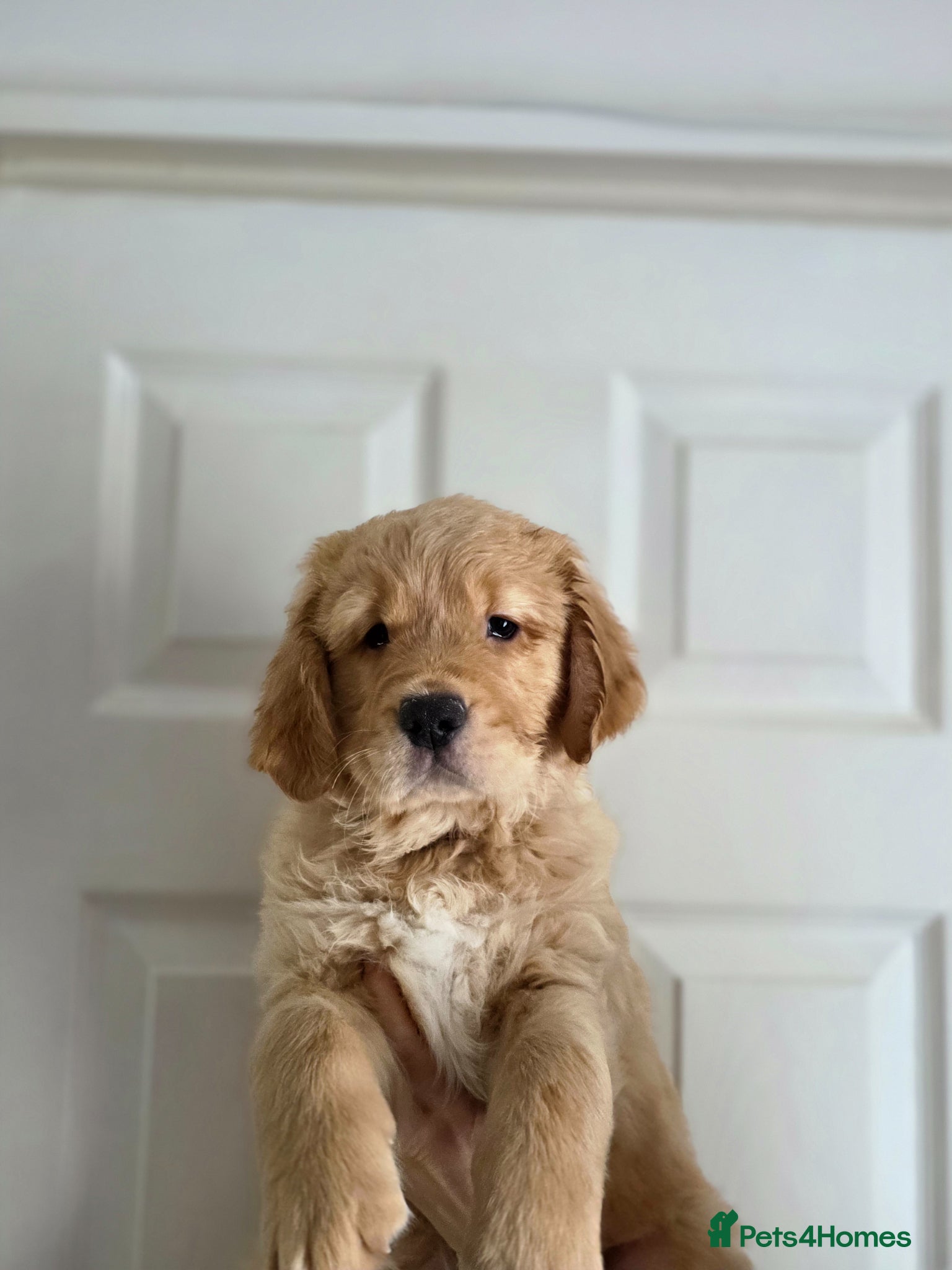 Golden Retriever dogs Golden retrievers pure breed. - Advert 2